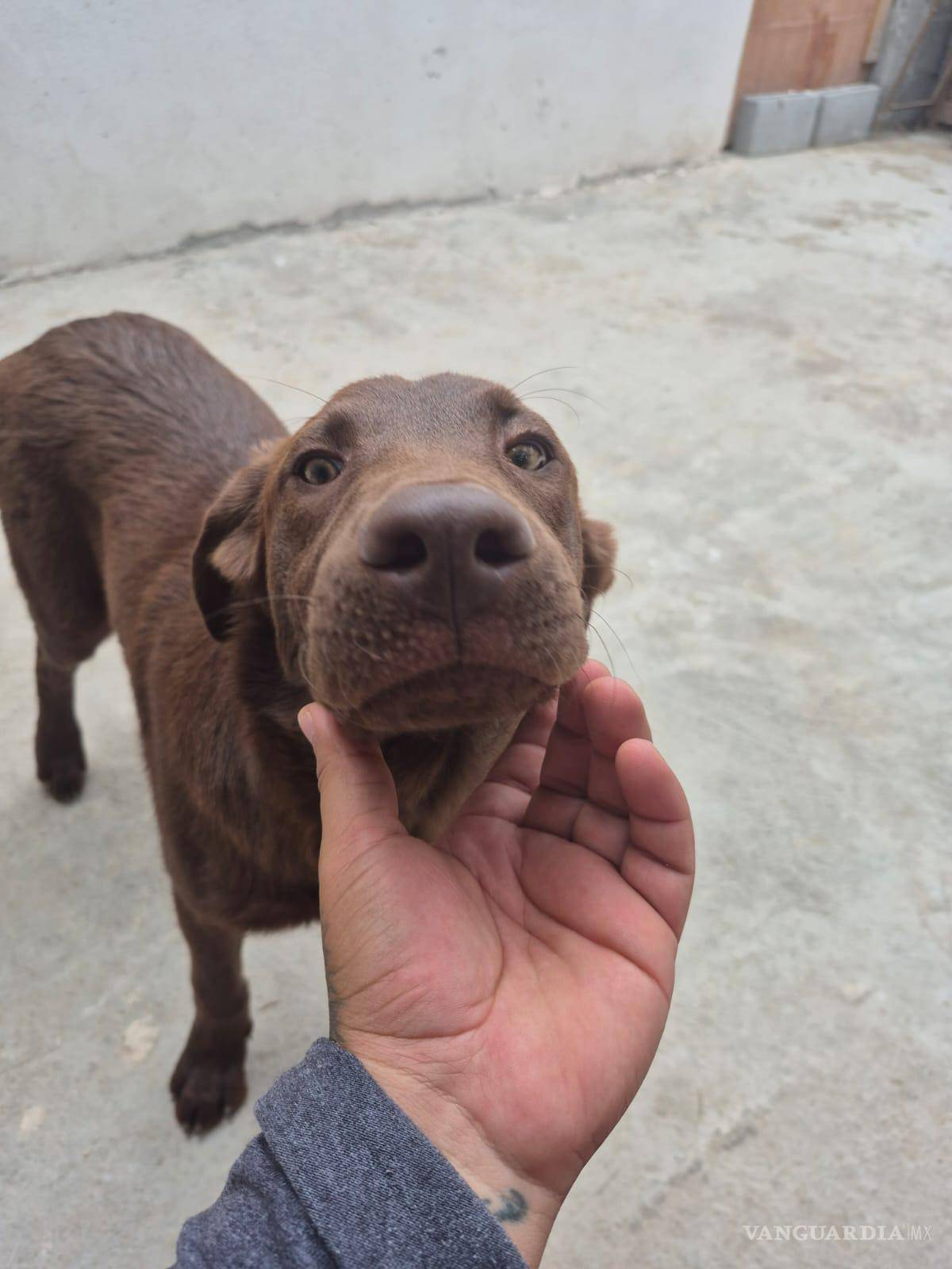 $!El perro tiene aproximadamente un año, es de tamaño grande y se distingue por su pelaje café oscuro y abundante.