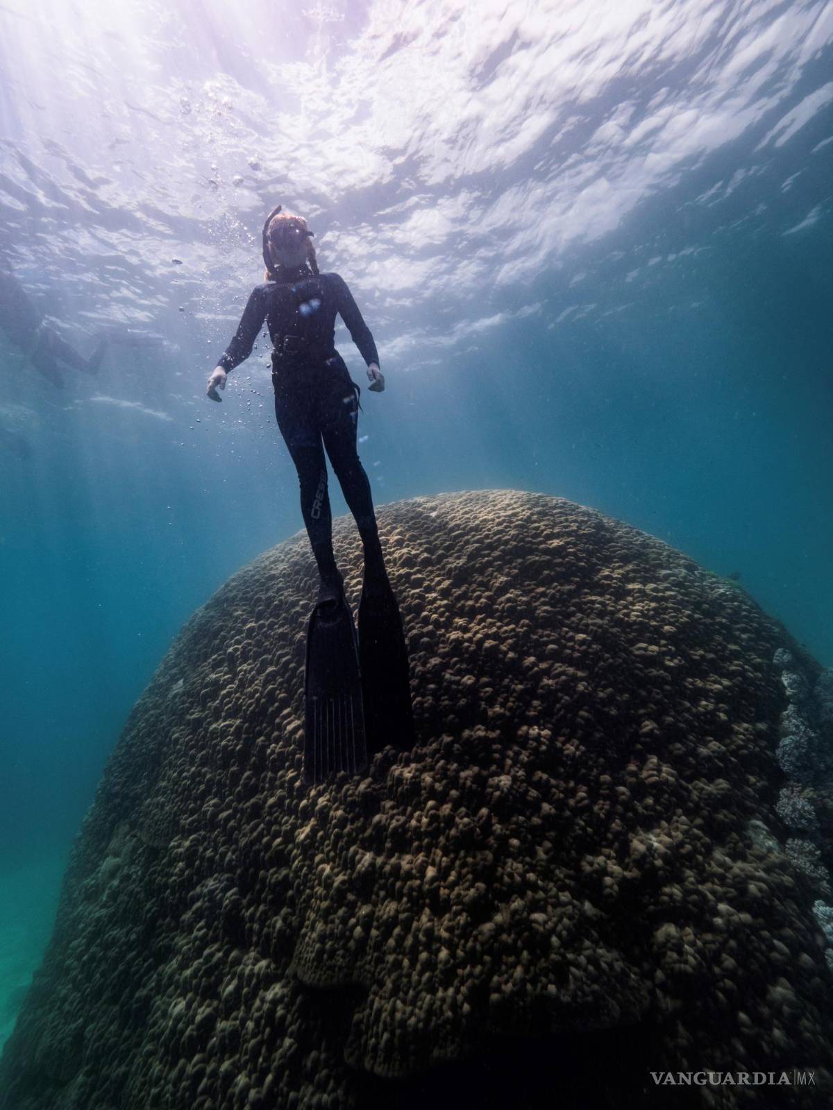 $!El gigantesco coral semicircular de porito, bautizado como Muga dhambi, tiene 5.3 metros de altura y es considerado como uno de los más antiguos de la Gran Barrera. EFE/ReefEcology/Richard Woodgett