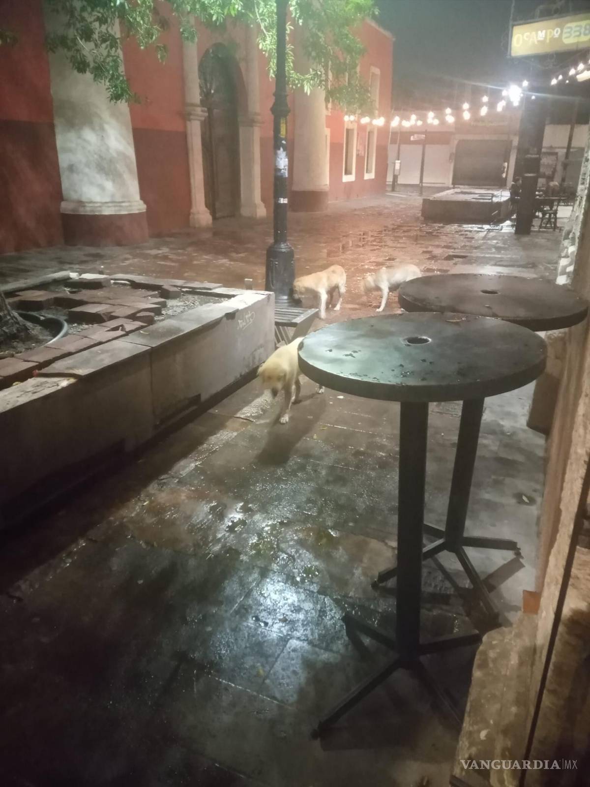 $!Los perros han sido visto rondando en la Zona Centro.