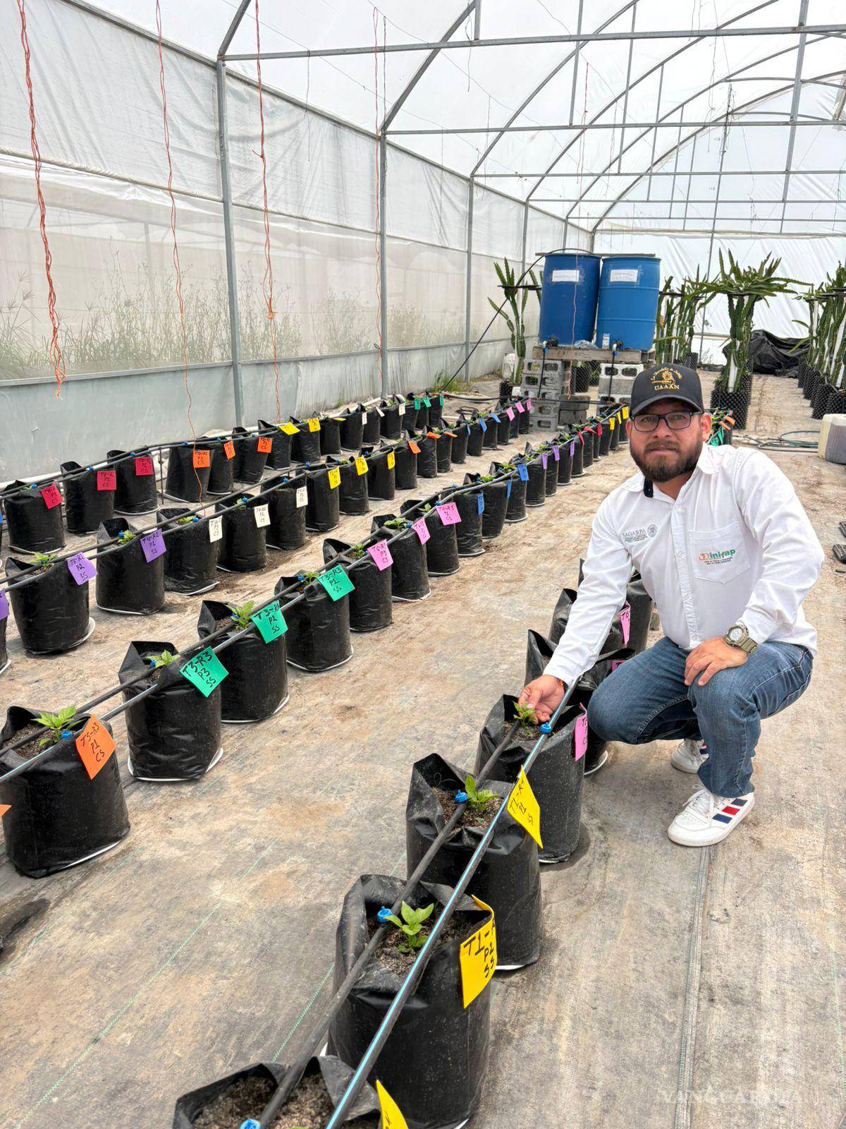 $!Pruebas realizadas en tomate y chile mostraron mejoras en productividad, calidad y adaptación de los cultivos a condiciones adversas.