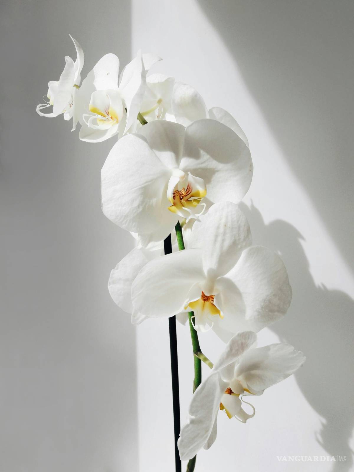 $!Las orquídeas pueden ser reconocidas por sus flores de simetría fuertemente bilateral