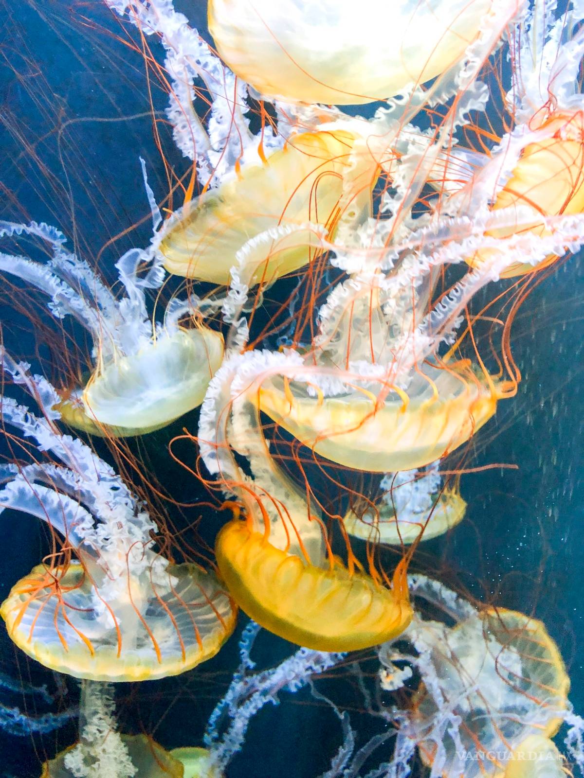 $!Proteus, la versión submarina de la Estación Espacial Internacional en el mar Caribe