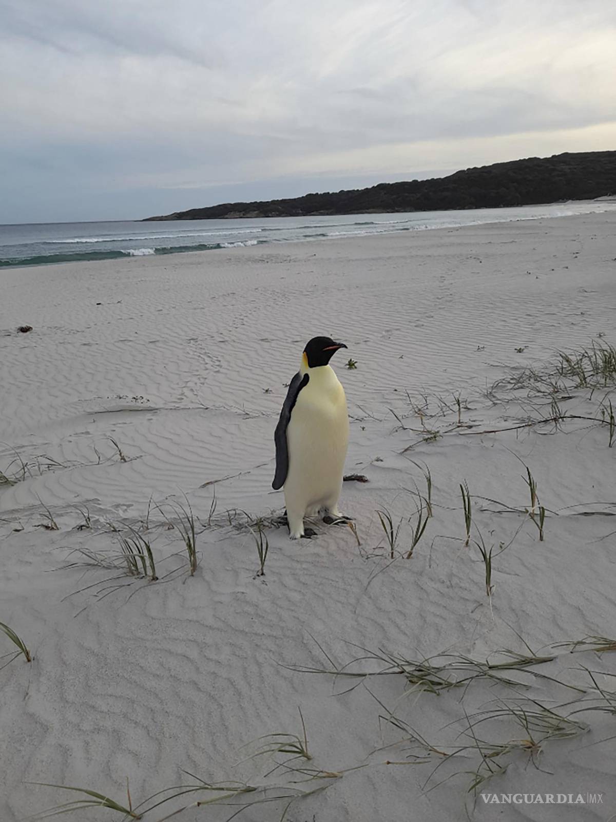 $!Un pingüino emperador macho, llamado Gus, se encuentra en una playa cerca de Dinamarca, Australia a miles de kilómetros de su hábitat normal en la Antártida.