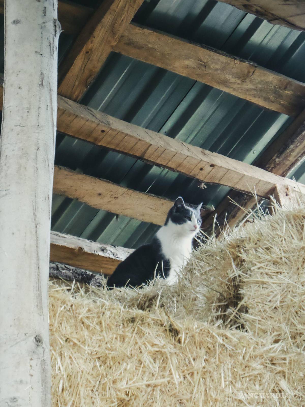 $!El inicio del vínculo histórico entre humanos y felinos se consolidó en los entornos agrícolas, donde el control de plagas por parte de estos animales supuso un beneficio mutuo para ambas especies.