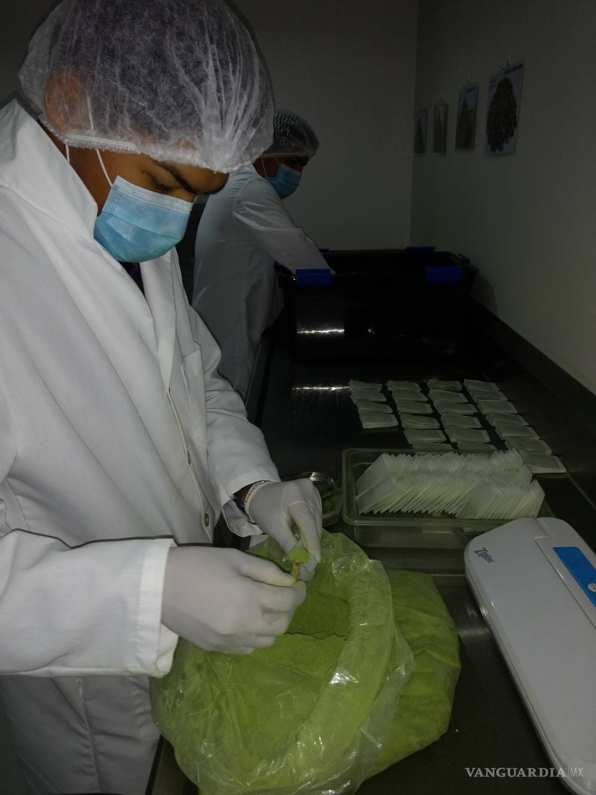 $!Nava, Coahuila, productor y exportador de Moringa, el Árbol de la Vida