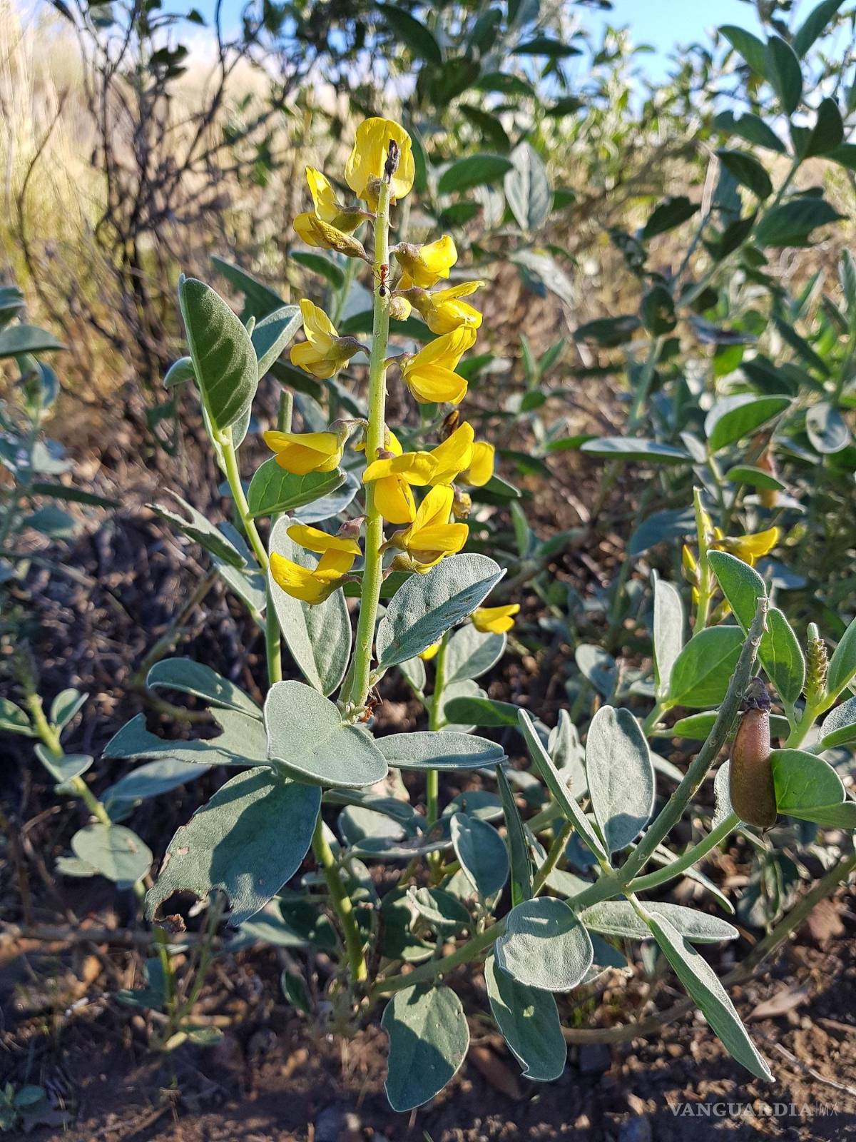 $!Una planta 'hiperacumuladora' de metal que podría utilizarse en la fitominería. EFE/University of Queensland