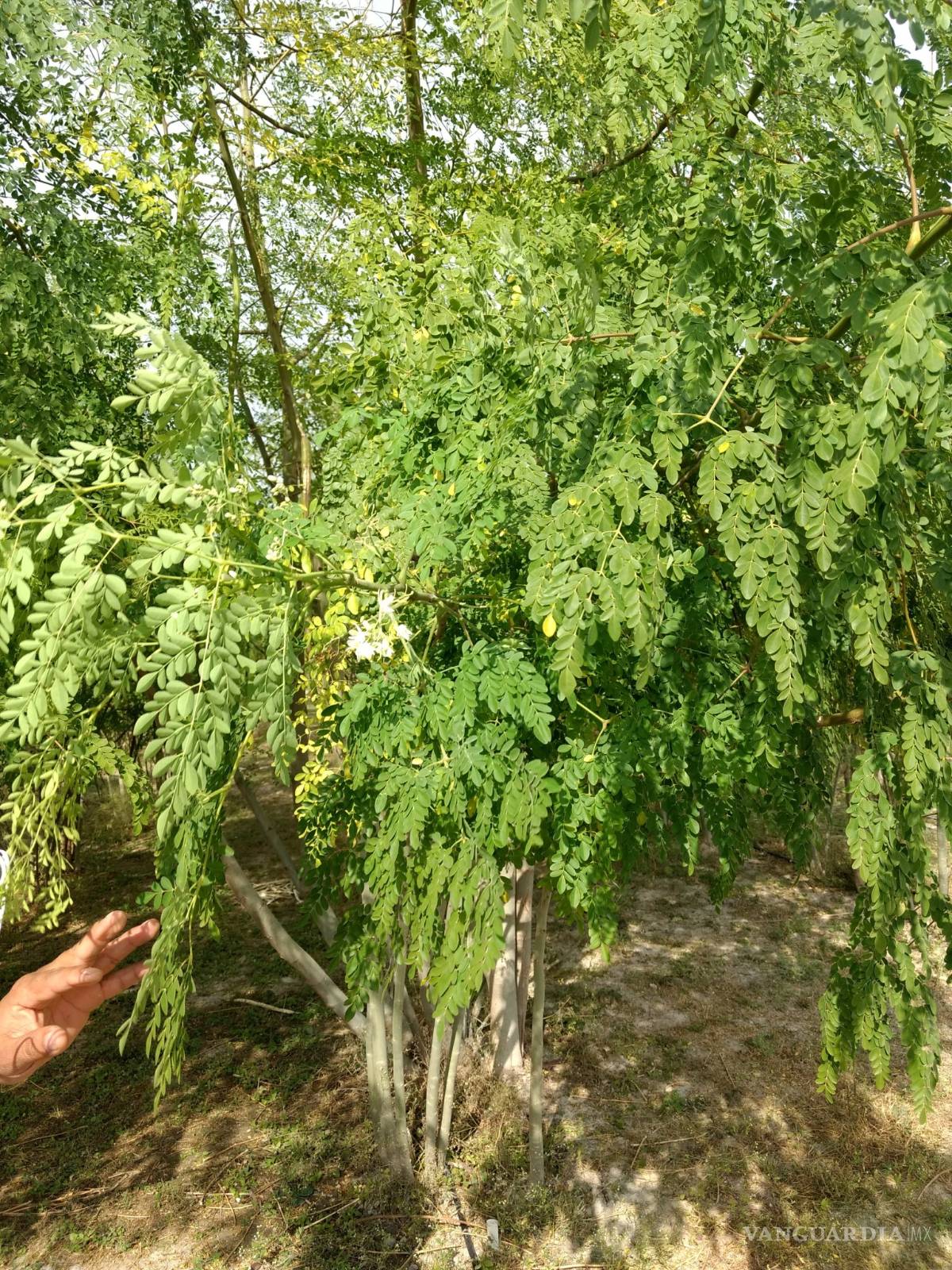 $!Nava, Coahuila, productor y exportador de Moringa, el Árbol de la Vida