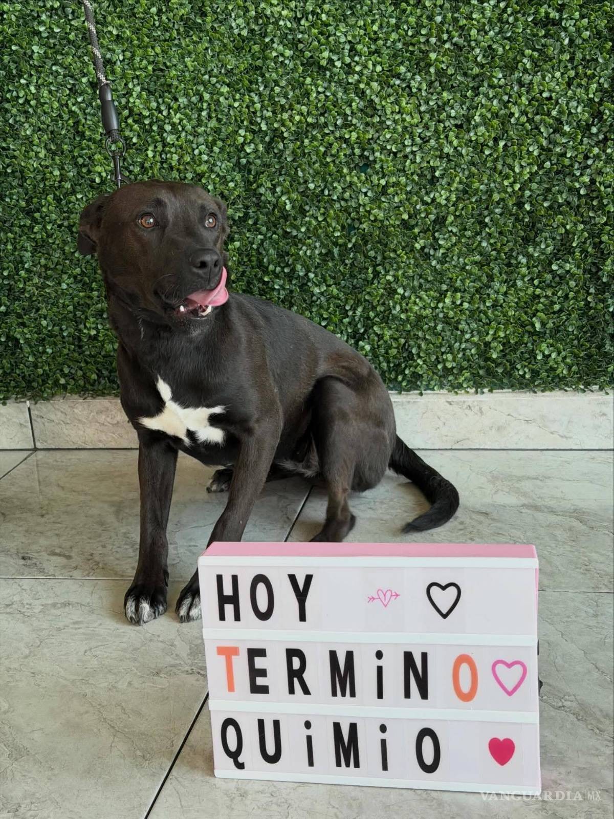 $!La historia de Maya se volvió viral en redes sociales luego de que su rescatista compartiera el proceso de abandono, enfermedad y recuperación que enfrentó la perrita.