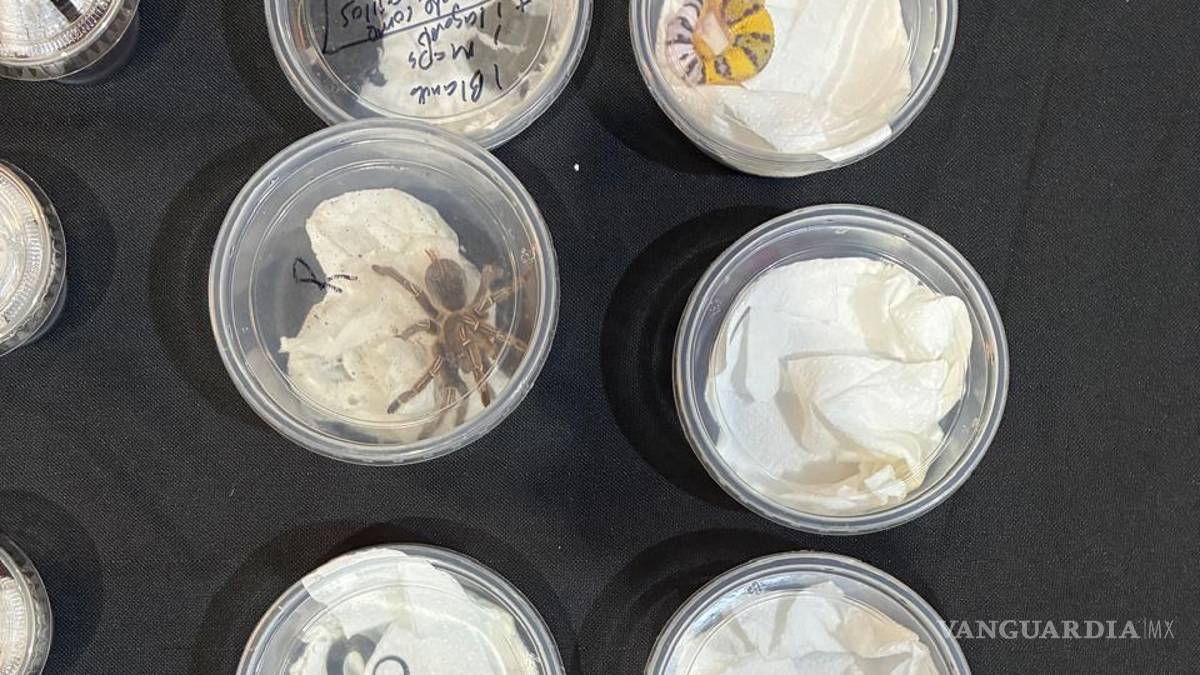 Aseguran fauna exótica en un autobús, en la Saltillo-Zacatecas