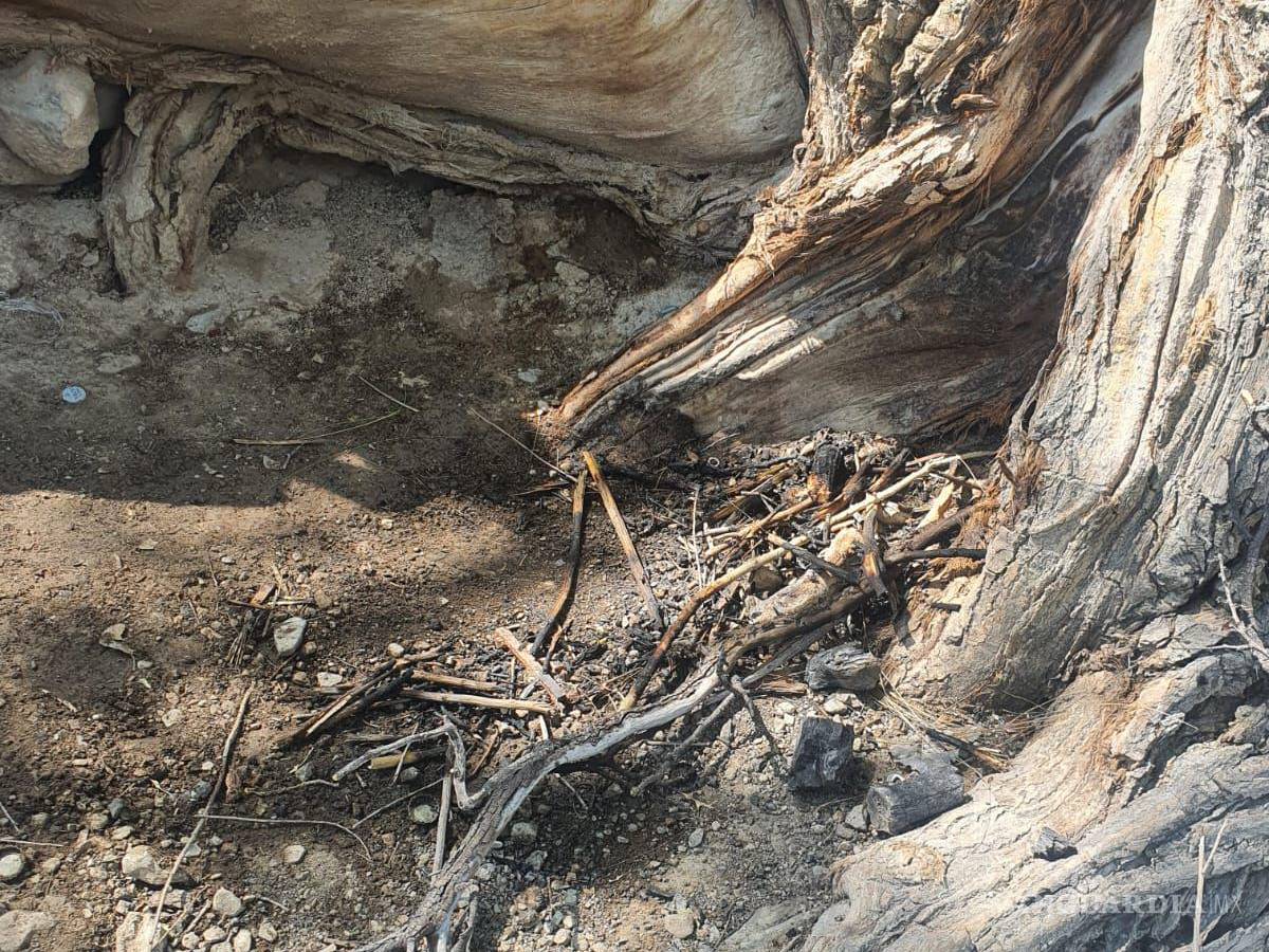 $!Autoridades municipales examinaron el lugar donde se encendió la fogata, donde se encontró que la raíz de un árbol resultó afectada.