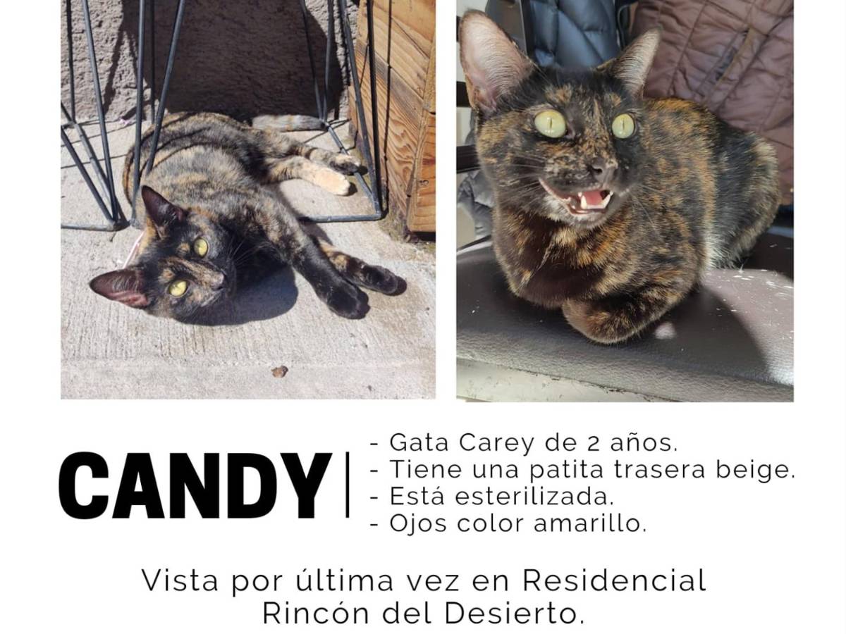 $!Familia de ‘Candy’ ofrece recompensa a quien les ayude a encontrarla. La gatita desapareció el pasado 8 de diciembre en Saltillo.