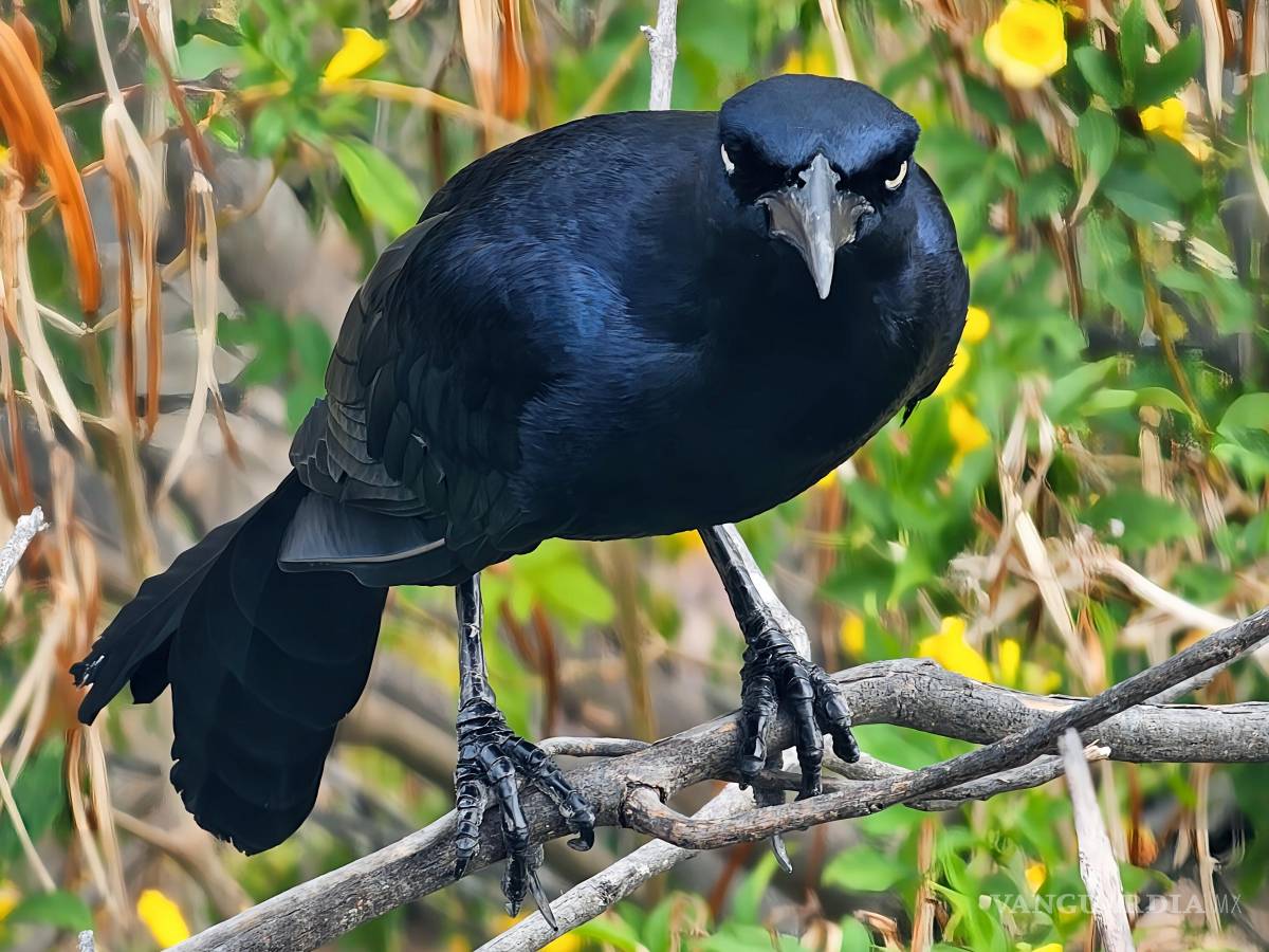 $!FOTO: MIGUEL CRESPO