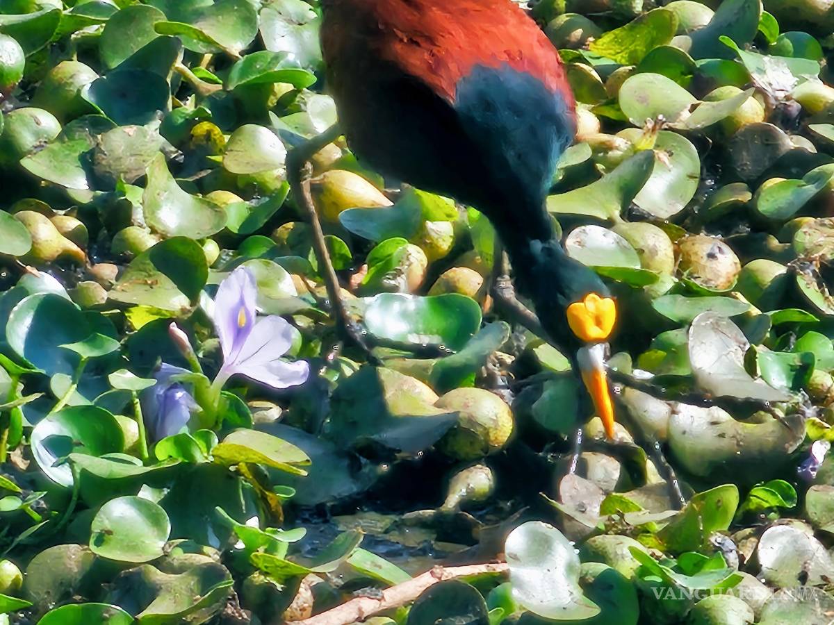 $!Las aves y la memoria del asombro