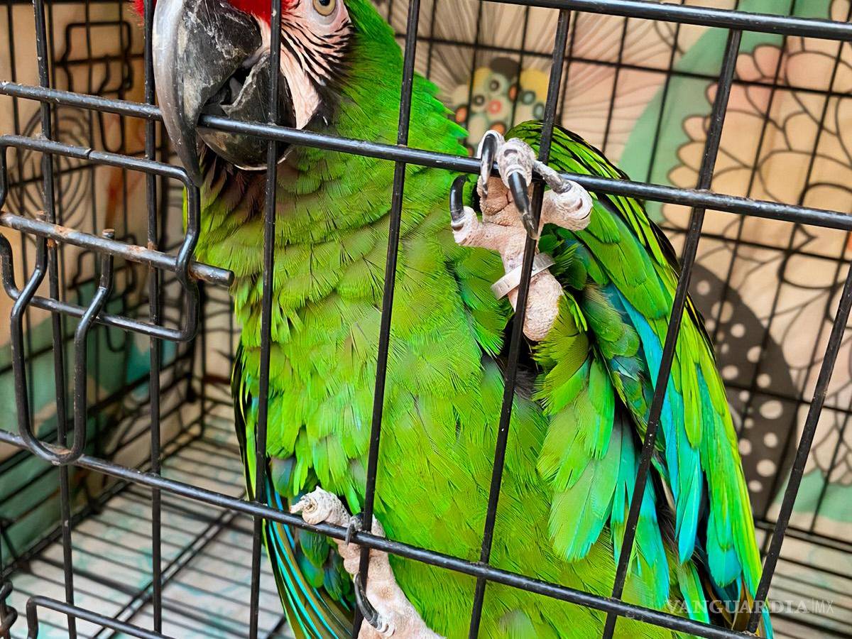 $!Reubica Profepa a 41 ejemplares que presentaban estrés y peso bajo, en Morelos.