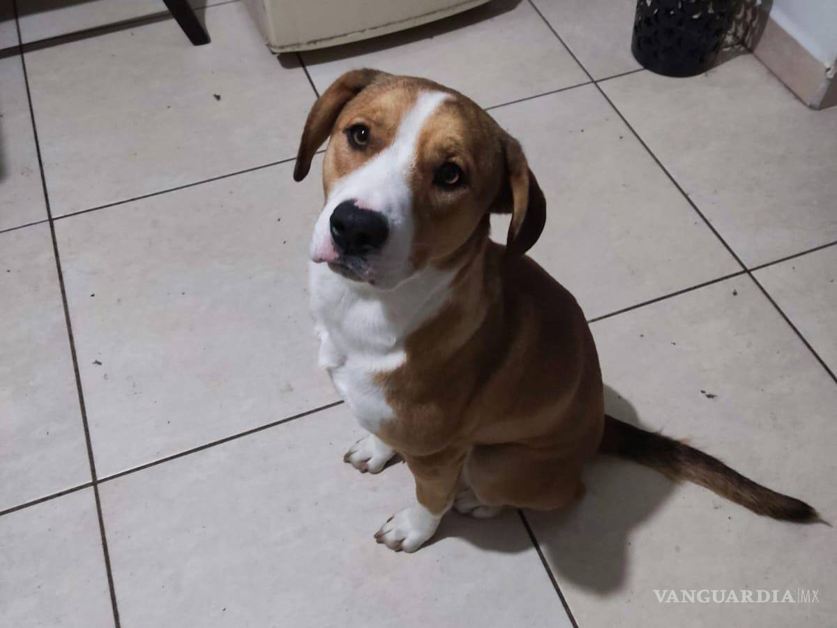 $!Buscan casa para Koda, perrito abandonado de Saltillo.