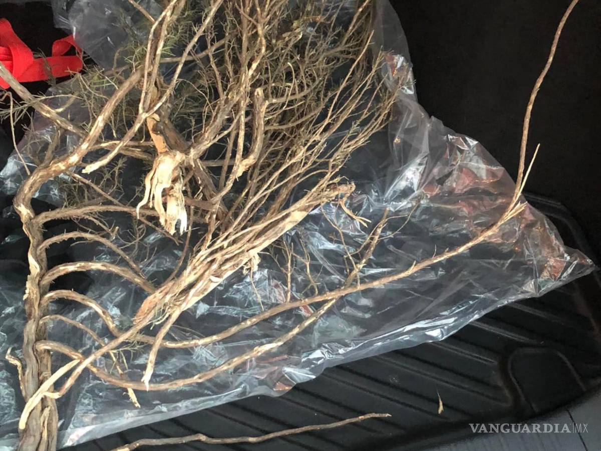 $!La mujer externó su alegría por haber encontrado su arbusto, a pesar de las condiciones.