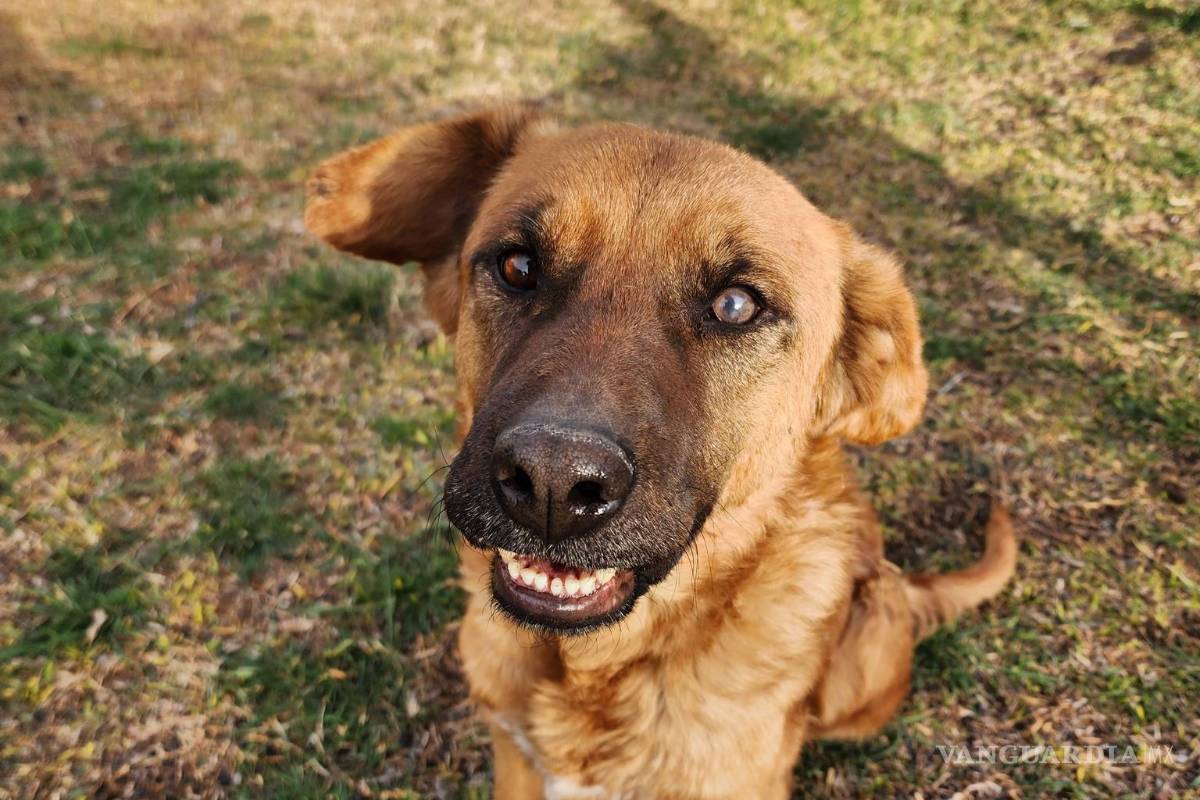 $!“Canelo”, perro rescatado y ya esterilizado, busca una adopción responsable tras varios meses bajo resguardo.