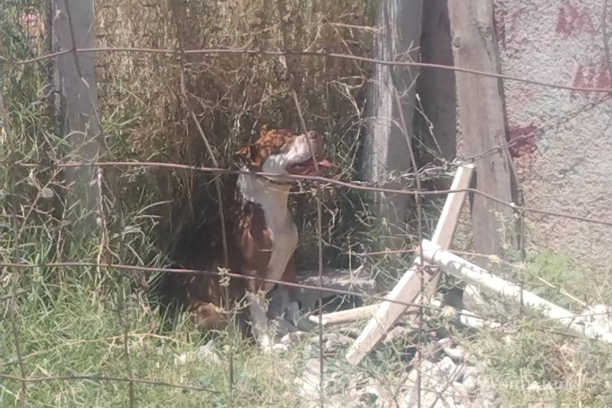 $!Usuarios difunden el artículo 261 del Código Penal de Coahuila, que sanciona el maltrato animal, subrayando la importancia de conocer y hacer cumplir la ley.