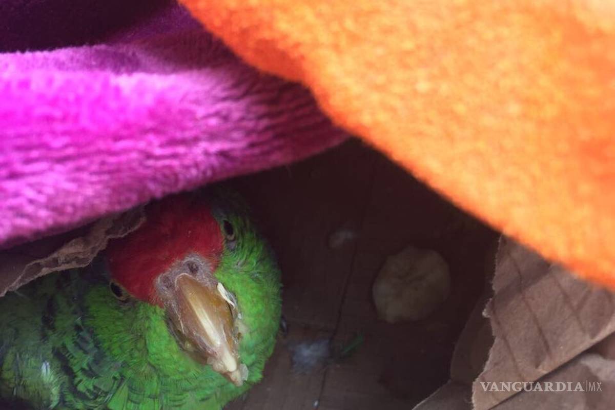 Cualquier vida importa, bomberos rescatan a perico tras sismo de la CDMX