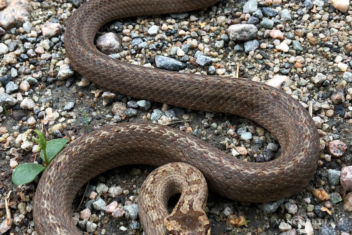 Pepenador sufre mordedura de serpiente en la sierra de Zapalinamé; su hijo lo salva