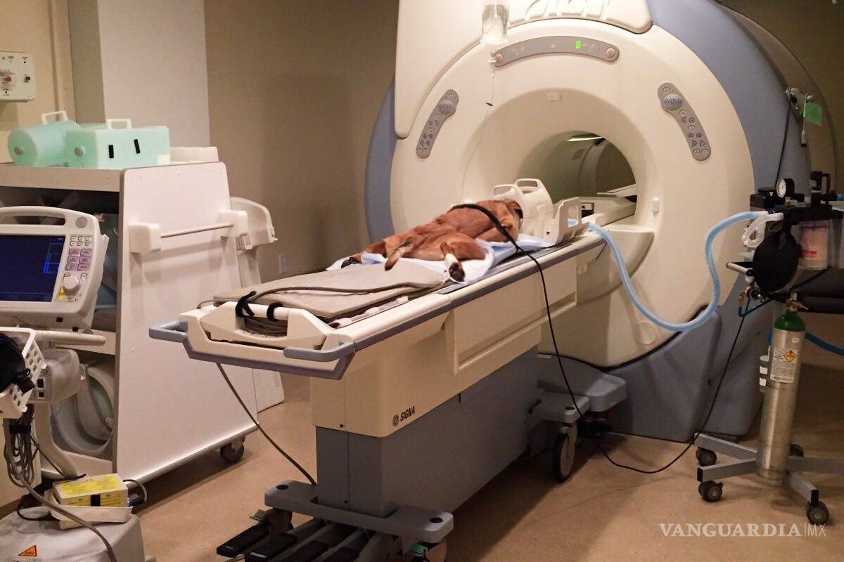 Max fue sometido a tortura; Raúl Julia Levy demandará a director del Antirrábico de Saltillo