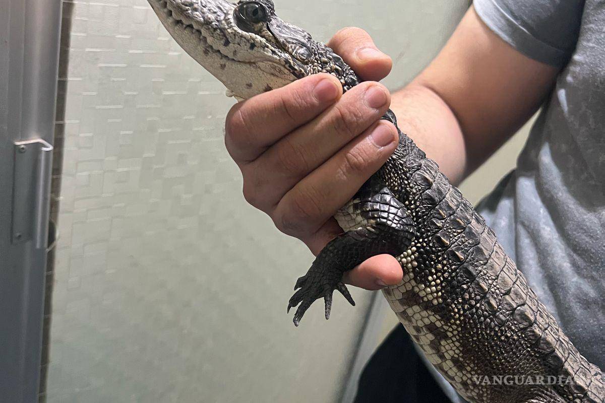 Encuentran cocodrilo en calle de la colonia Oceanía de Saltillo