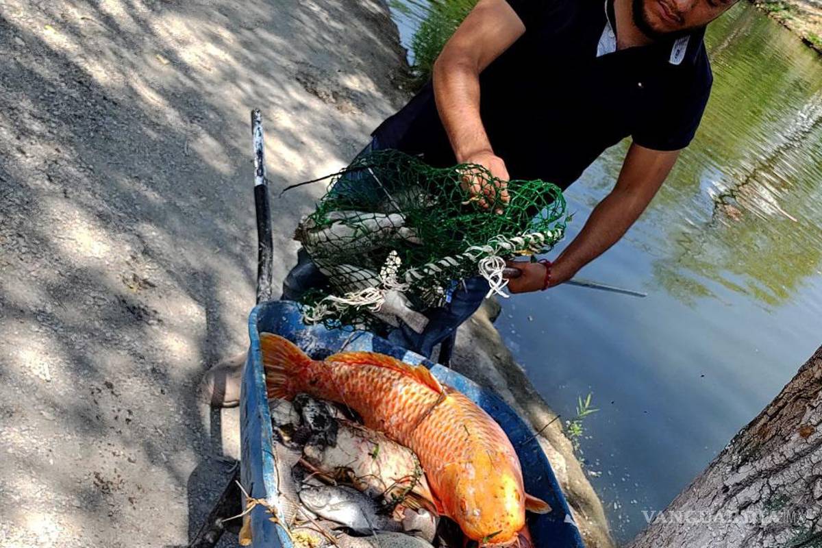 Pasa de Ciudad Deportiva a ser ‘cementerio de peces’ en Saltillo