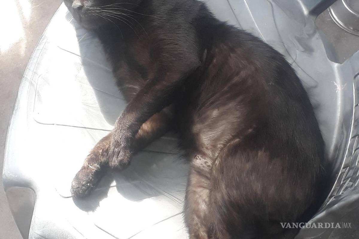 Rompe con su novia y la corre, por abandonar a su gato en la calle