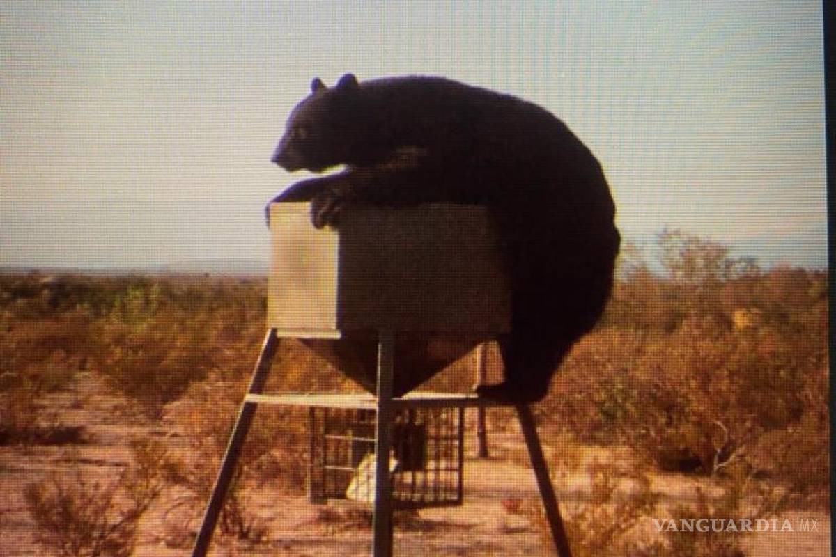 Captan a oso visitar un rancho de San Buenaventura
