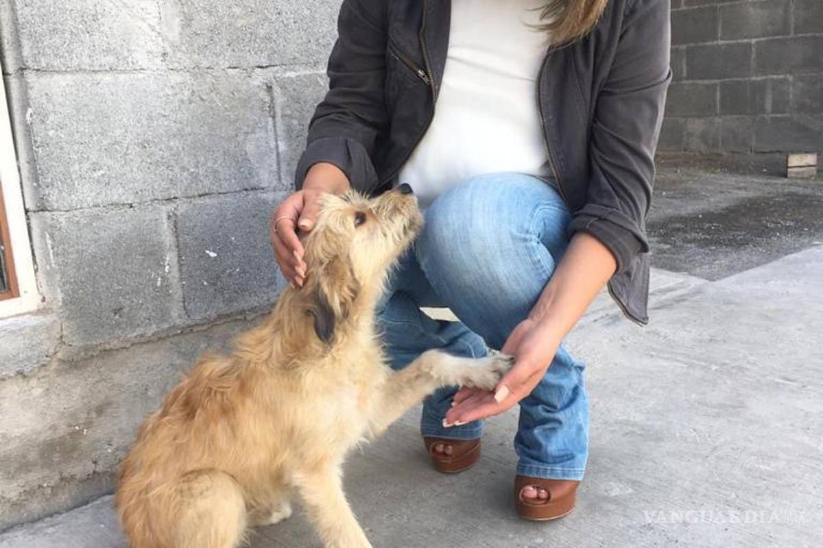 ¿Qué significa ser un rescatista independiente?