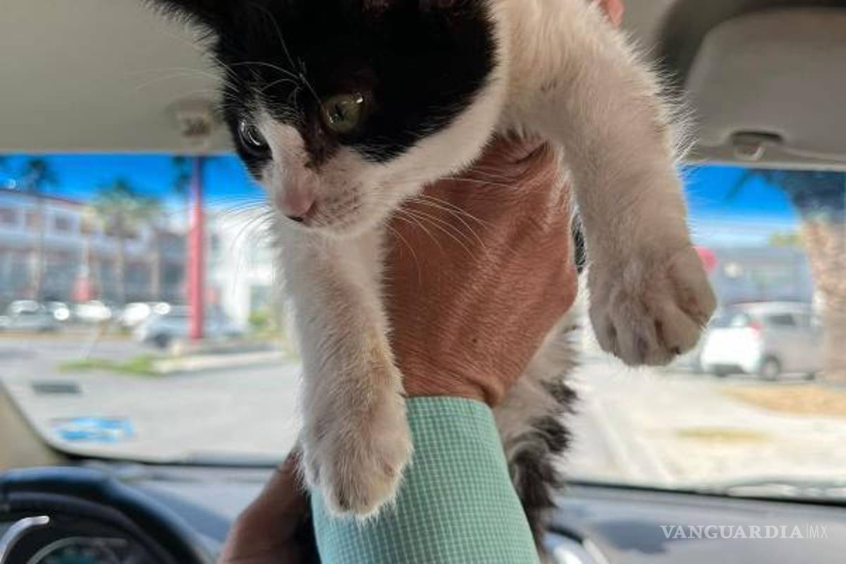 ‘Señor Michi’, el gatito rescatado en el Periférico de Saltillo por un conductor de InDrive, busca un hogar