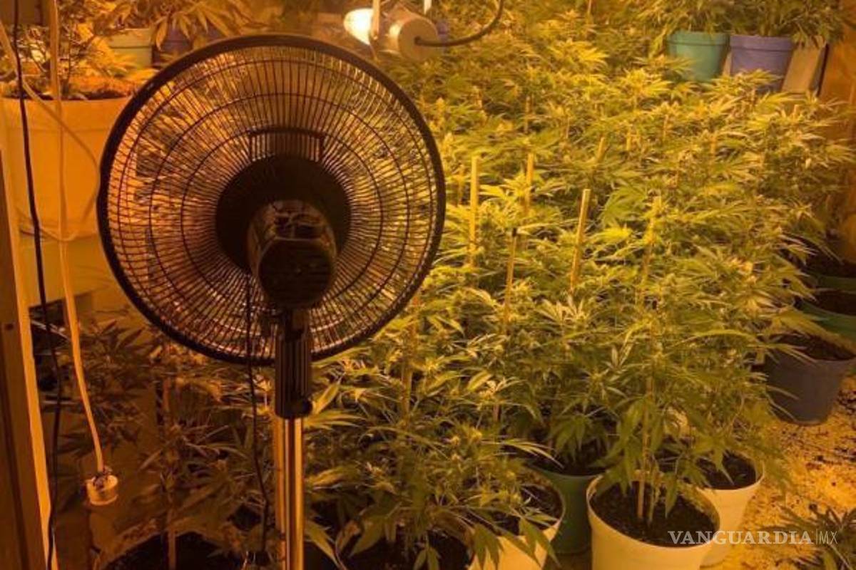 $!Durante las acciones se decomisaron 360 plantas del mencionado enervante, informó la Fiscalía General de la República (FGR)