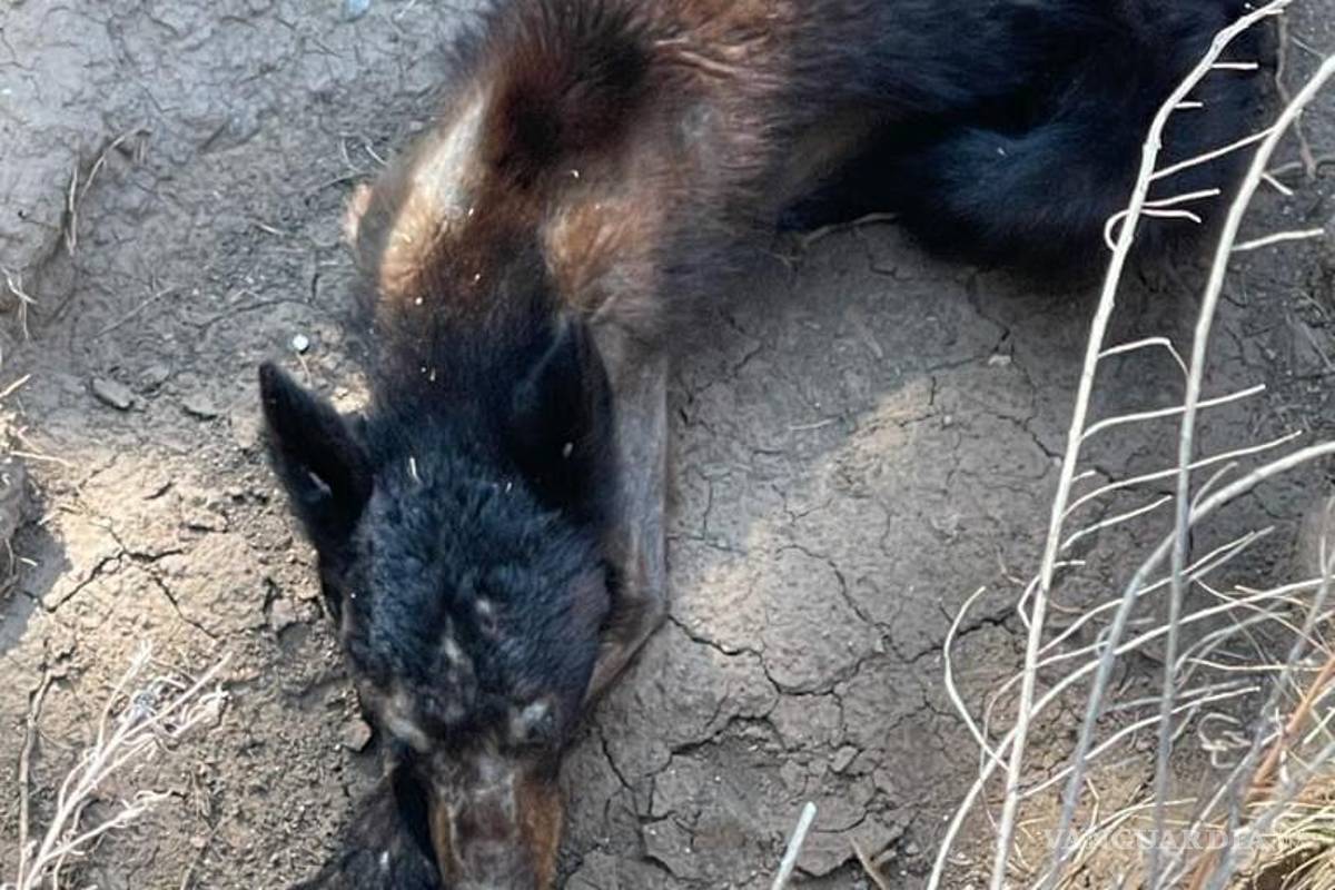 Encuentran a osa en avanzada deshidratación dentro de fraccionamiento en Arteaga