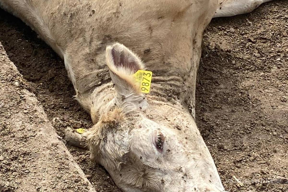 $!Ejemplares están perdiendo la vida, producto de las difíciles condiciones.