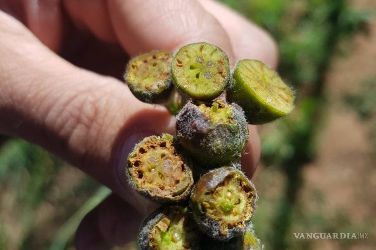 $!Afecta helada 24 mil empleos en la sierra de Arteaga; por la pizca de manzana se pierden 410 mdp