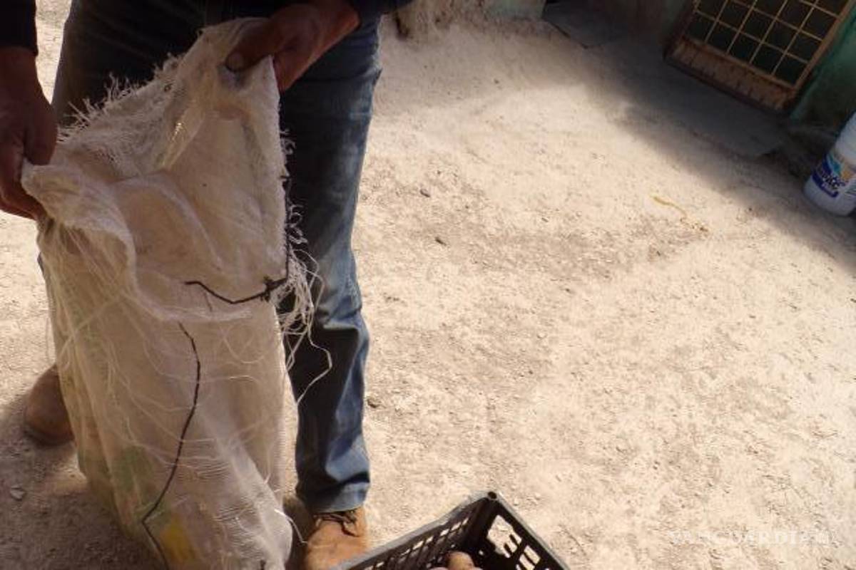 $!Además de las plagas y el clima, a los ejidatarios les afectan las incursiones de jabalíes y otros animales.