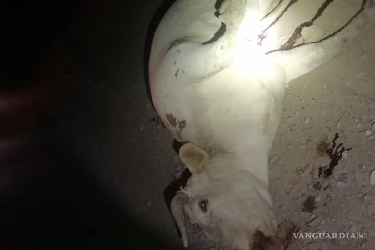 Vaca se les atraviesa a paisanos en la carretera a Monclova y los manda al hospital