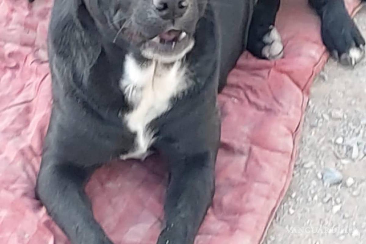 Saltillo: ¿has visto estos perritos? Asaltan a Fundación Lomitos al Rescate y varios se perdieron