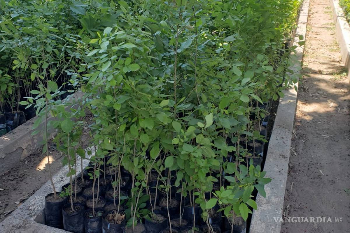 Obras Públicas de Torreón logra la donación de 21 mil árboles