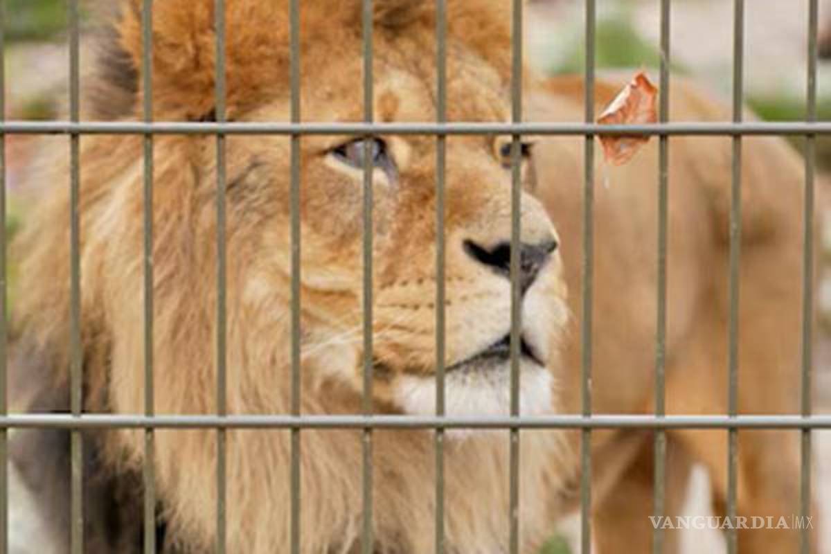 Una historia de abogados