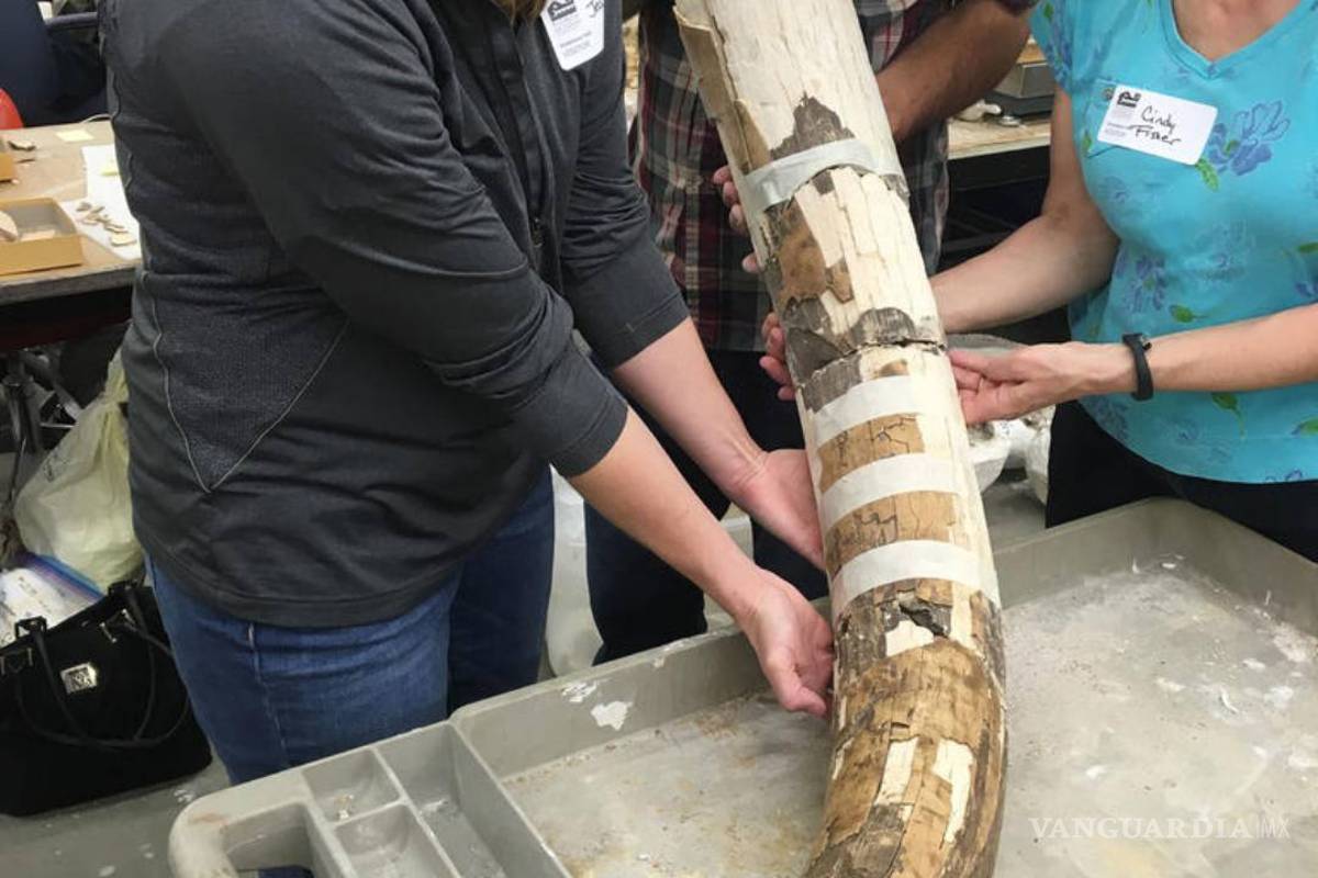 Confirman en Florida que hubo humanos pre-Clovis en América hace 14,550 años