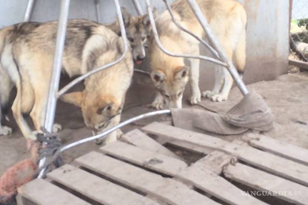 Saltillenses compran animales exóticos vía Facebook