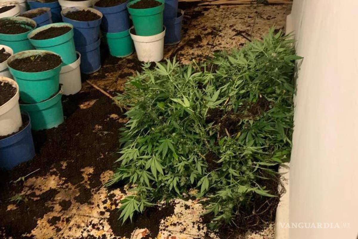 Desmantela FGR invernadero de marihuana en Santiago, Nuevo León