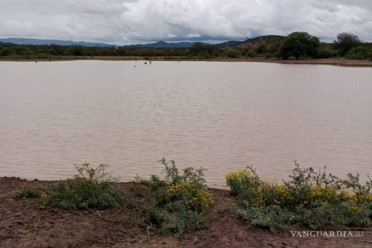 $!Las recientes lluvias en Saltillo han permitido que los pozos de abrevadero alcancen un 80 % de su capacidad, beneficiando al sector ganadero.