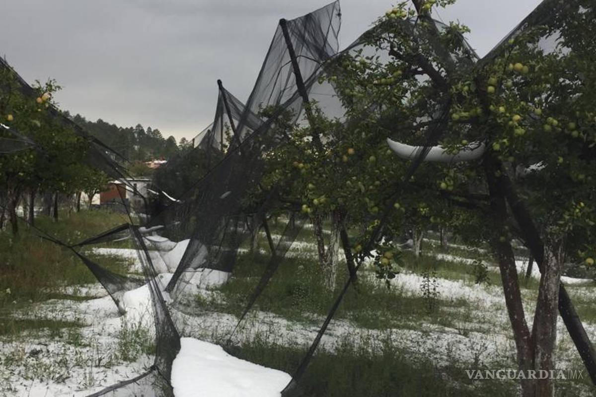 Afecta granizo 70 hectáreas de manzanos en Arteaga, pero comunidad agradece la lluvia