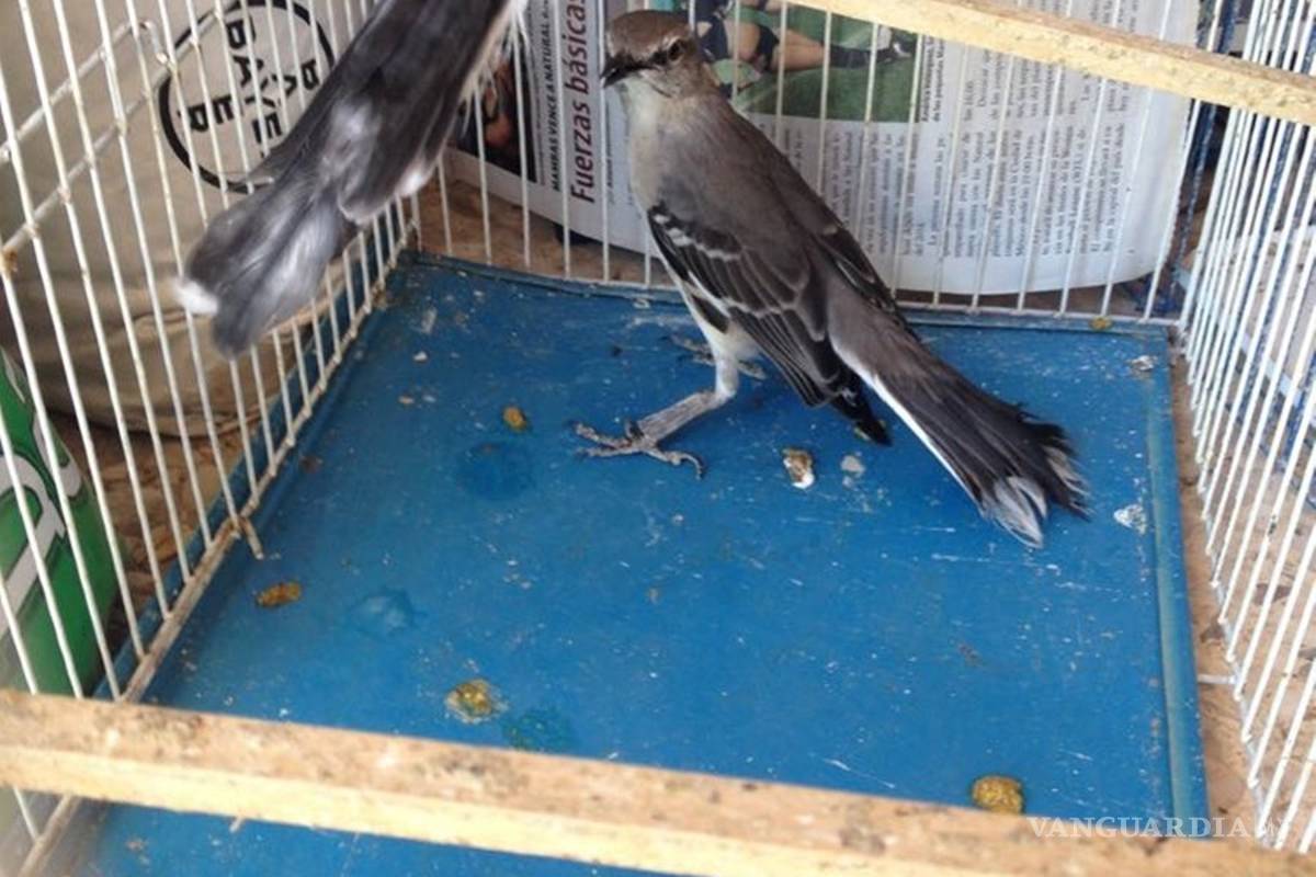 Profepa rescata a 16 aves exóticas en Puebla
