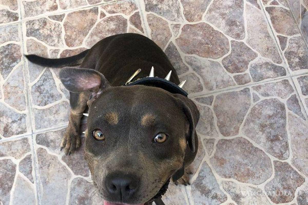 ¡Salvemos a ‘Aria’! Mujer en Saltillo pide ayuda para encontrar a su mascota