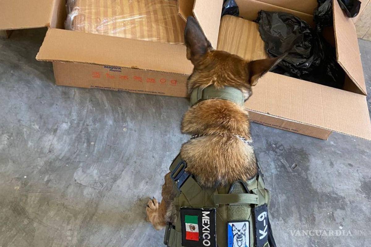 Nuevo León: decomisan 61 kilos de mariguana en cateo