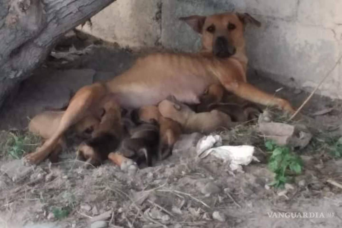 Arman cuatro mujeres cruzadapor rescate de perros callejeros en Acuña; La Casa del Mestizo