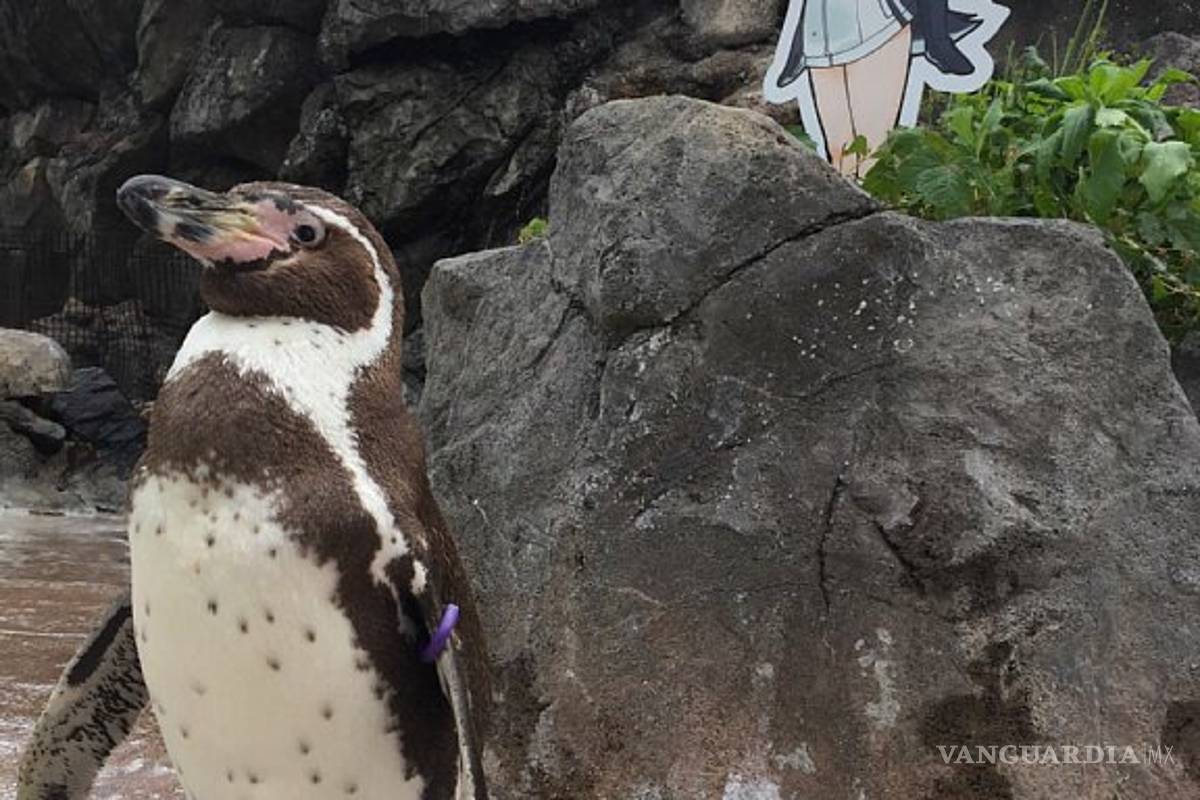 $!Murió Grape-Kun, el pingüino que se enamoró de una chica animé